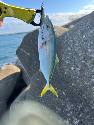 ワカシの釣果