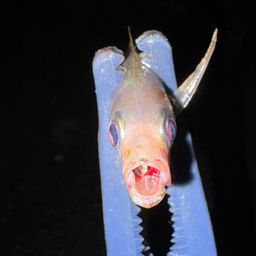 アジ