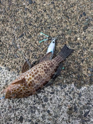 オオモンハタの釣果