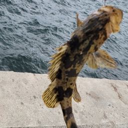 タケノコメバル
