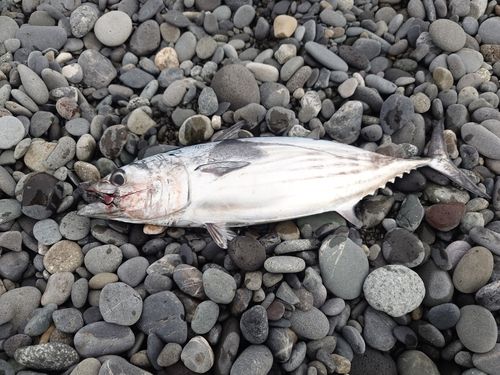 カツオの釣果