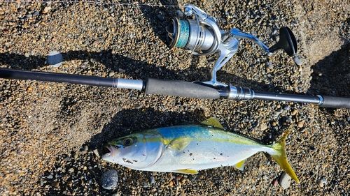 ワカシの釣果