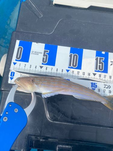 エソの釣果