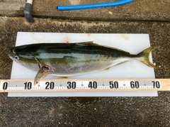 ワラサの釣果