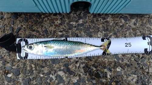 サバの釣果