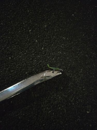 タチウオの釣果