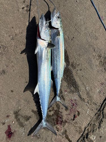 サゴシの釣果