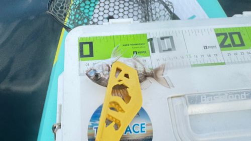 チャリコの釣果
