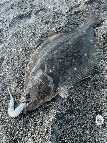 ヒラメの釣果