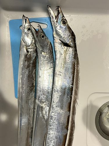 タチウオの釣果