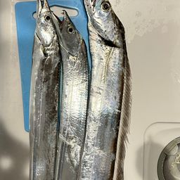 タチウオ