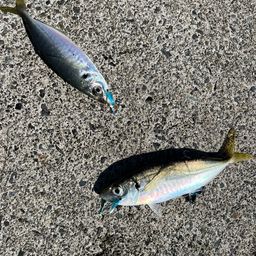アジ