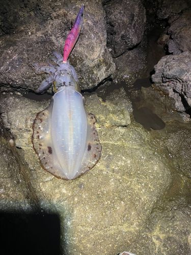 加茂漁港