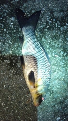 コイの釣果