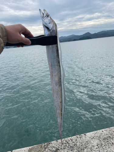 タチウオの釣果