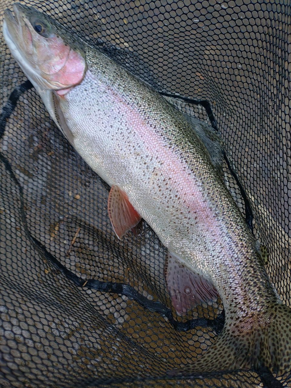 Fishman ビームス LOWER6.2Lの最安値・インプレ・釣果 | 本音の口コミ