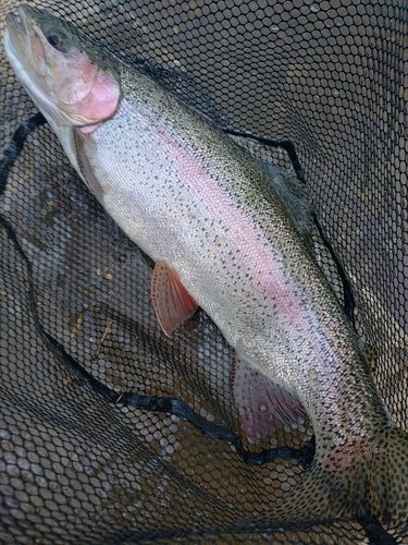 ニジマスの釣果