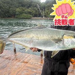 ヒラマサ