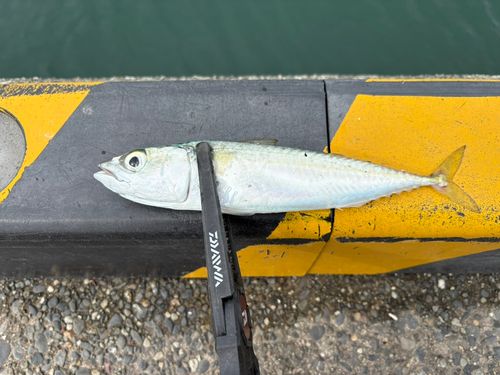 サバの釣果