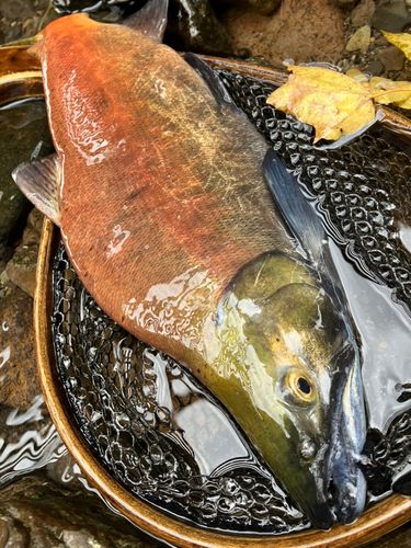 ヒメマスの釣果