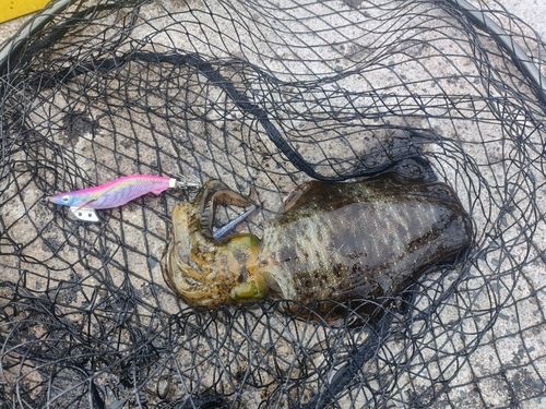 アオリイカの釣果