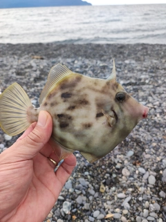 カワハギの釣果