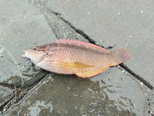 ベラの釣果