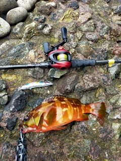 アカハタの釣果