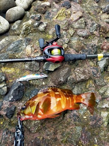 アカハタの釣果