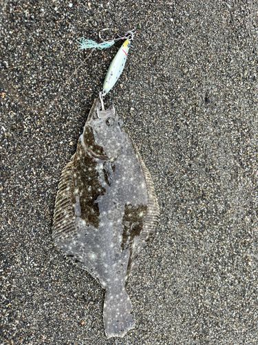 ヒラメの釣果
