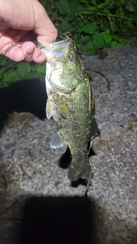 ラージマウスバスの釣果