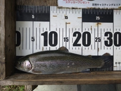 ニジマスの釣果
