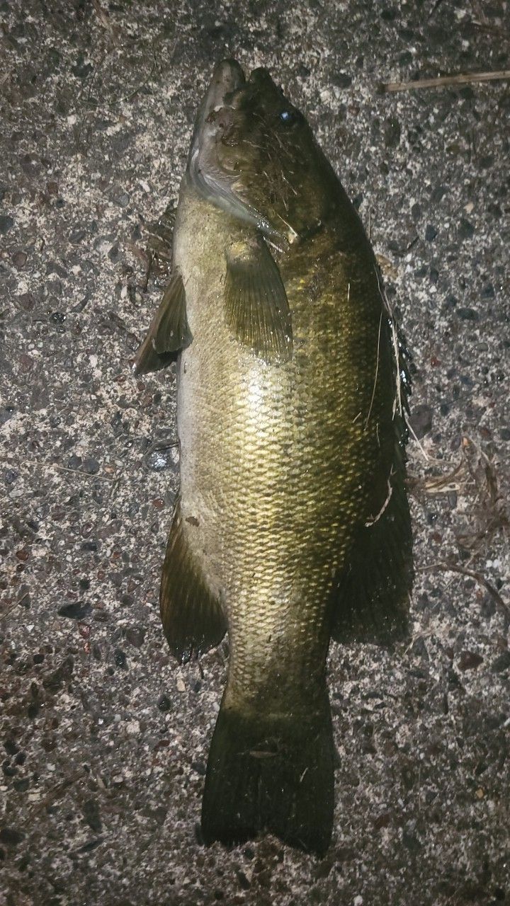 スモールマウスバス