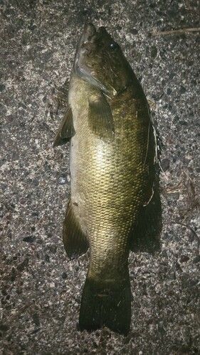 スモールマウスバスの釣果