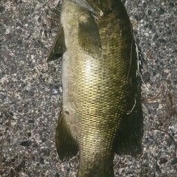 スモールマウスバス