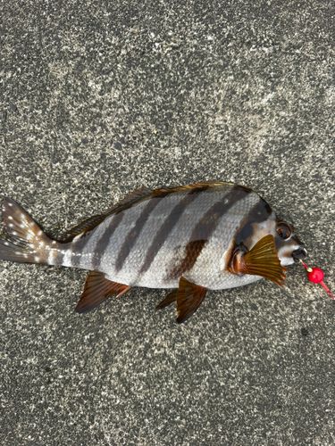 タカノハダイの釣果