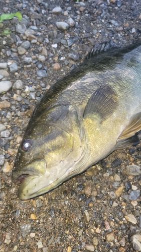 スモールマウスバスの釣果