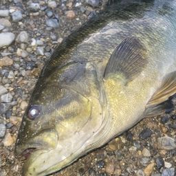 スモールマウスバス