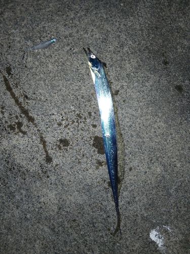タチウオの釣果