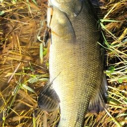 スモールマウスバス