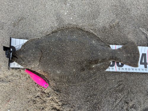ソゲの釣果