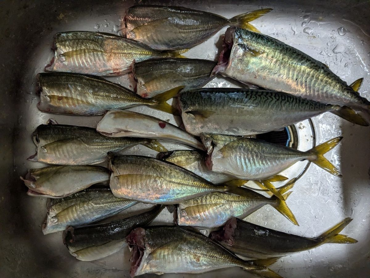 アングラー0139596アキャリさんの釣果 1枚目の画像