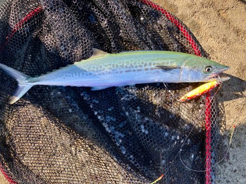 サゴシの釣果