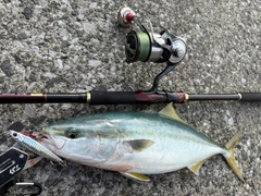 ヤズの釣果