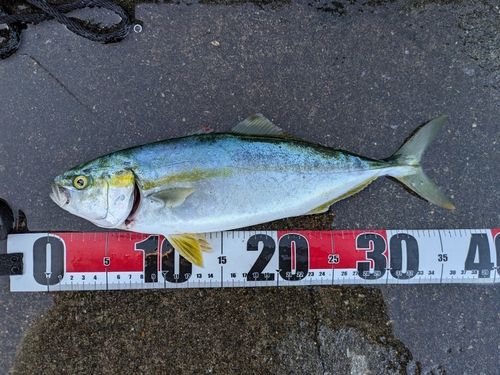 ワカシの釣果