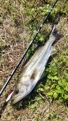 釣果