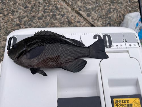 メジナの釣果