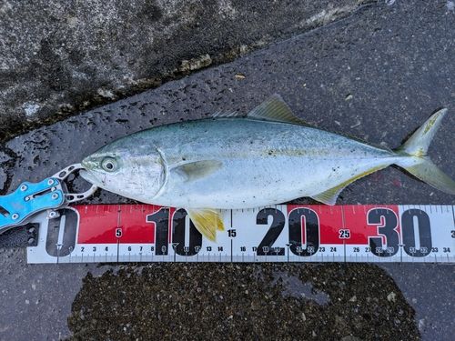 ワカシの釣果