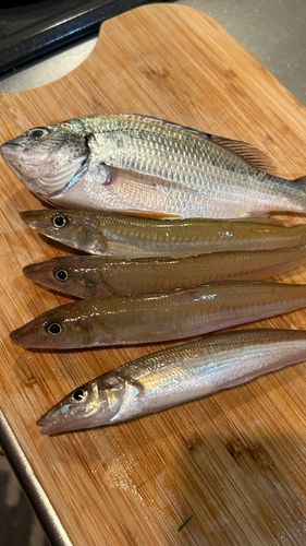 キスの釣果