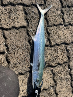 サゴシの釣果